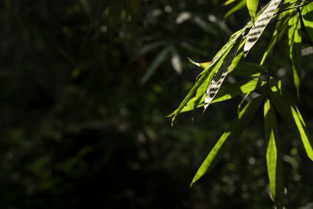 Het groene blad groeien op de manier aan waterval, de tropische bosinstallatie, altijdgroene wijnstok op zwarte achtergrond.