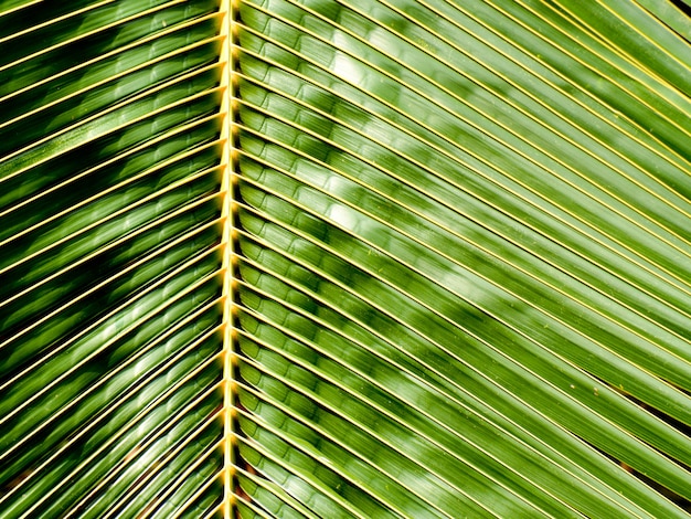 Het groene blad van de palmkokosnoot in de aard bij regenwoud - close-up