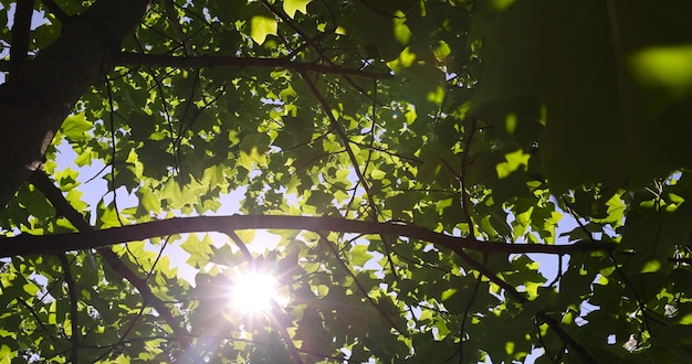 het groene gebladerte van de tulpboom in de zomer