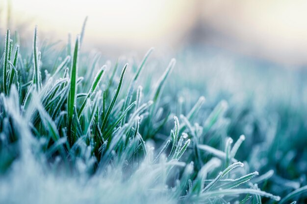 Het groene gras is bedekt met ijskristallen Een prachtig lente- of herfstlandschap in de ochtend