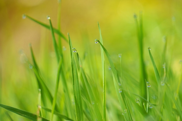 het groene gras met regendruppels in de tuin