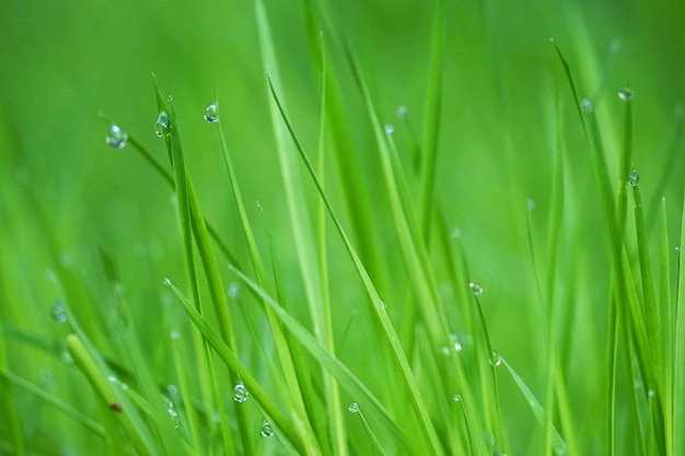 het groene gras met regendruppels in de tuin