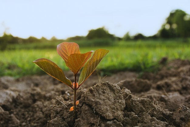 Het groene jonge plant groeien in grond op aardachtergrond