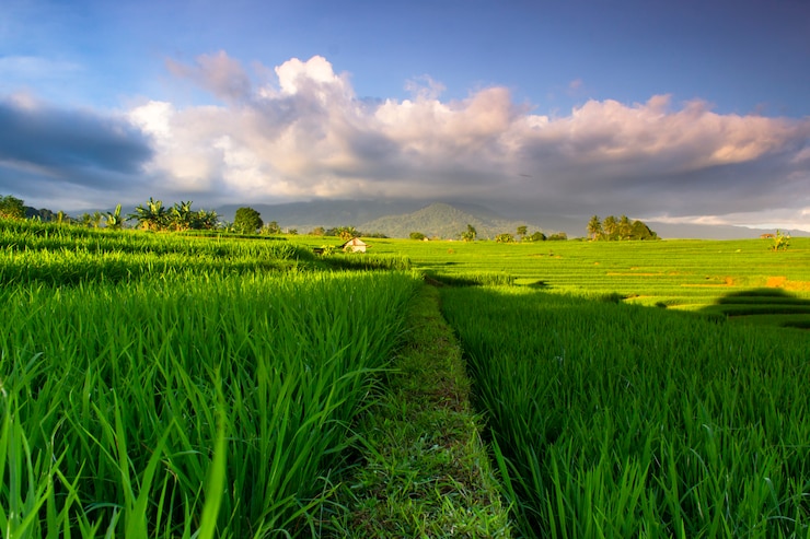 Foto het groene landschap van indonesische rijstvelden