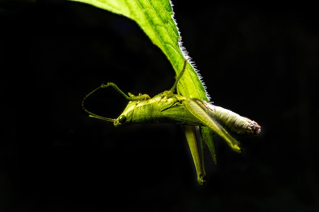 Het groene sprinkhaan hangen op blad met zwarte