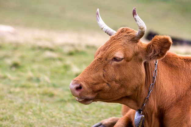 Het grote bruine close-up van het koe hoofdportret op de groene zonnige heldere vage achtergrond van het weilandgebied. Landbouw en landbouw, melkproductie concept.