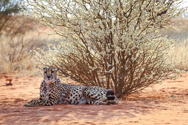 Het grote luipaard ligt onder een boom in de kalahari-woestijn namibië