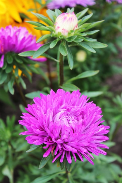 Het grote roze asters-duet zingt een lief zomerliedje Roze asters op een geïsoleerde achtergrond