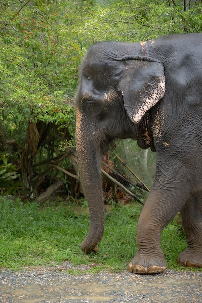 Het harde werk van Thaise olifanten droevige ogen Olifantenboerderijen zijn erg populair onder toeristen Prachtige groene jungle na de regen Aziatische natuur