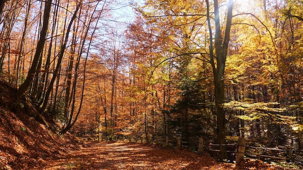 Het herfstbos en de zon die door het gebladerte schijnt