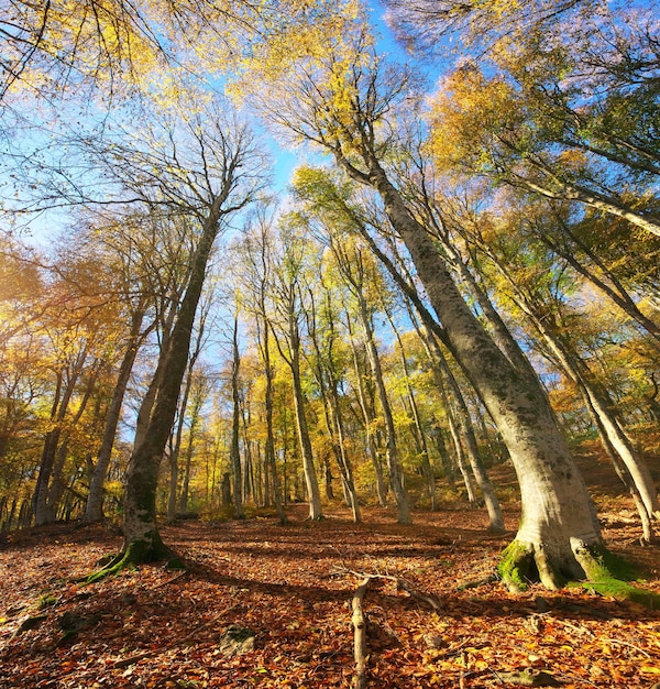 Het herfstbos in