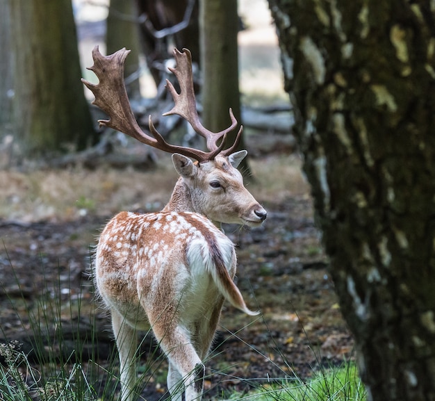 Het hert van Richmond Park, tijdens de hitte, is een spektakel dat het bekijken waard is