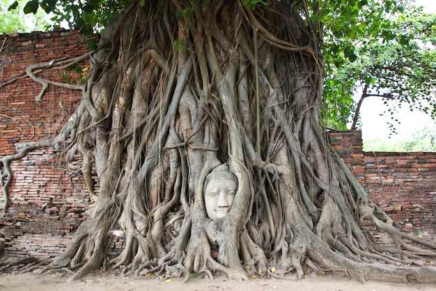 Het historische park van ayutthaya, thailand.