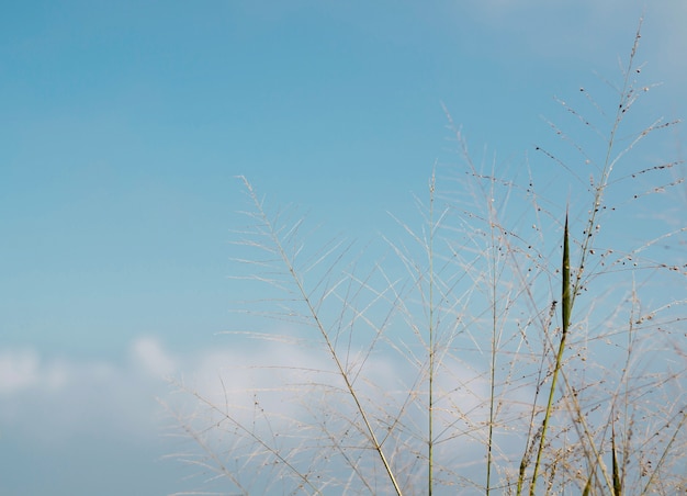 Foto het hoge gras op blauwe hemelachtergrond