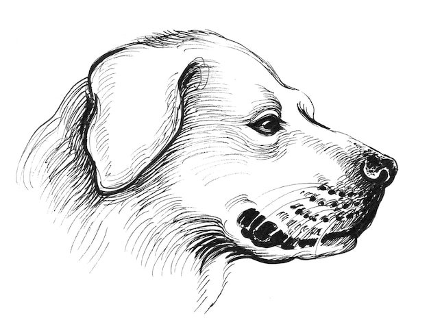 Het hoofd van de hond. Inkt zwart-wit tekening