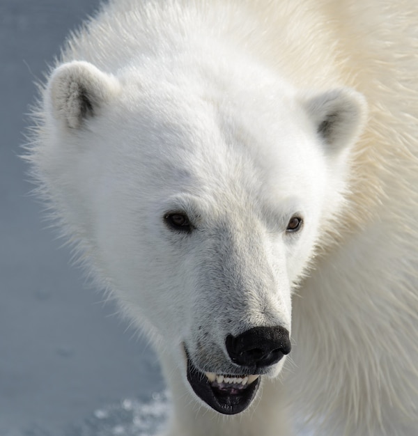 Het hoofd van de ijsbeer (ursus maritimus) close-up