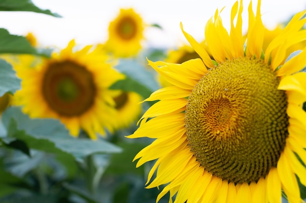 Het hoofd van een bloeiende zonnebloem Mooie heldere achtergrond