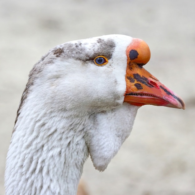 Foto het hoofd van een gans kholmogory-ras. dieren wereld