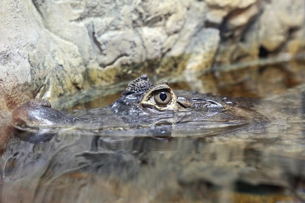 Het hoofd van een kaaimankrokodil in water