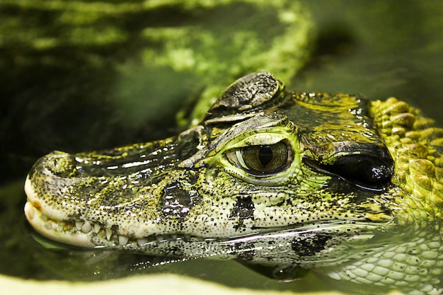 Het hoofd van een kleine krokodil met grote ogen in het meer Caiman