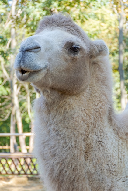 Het hoofd van een witte Bactrische kameel, of Bactrische, - de grootste vertegenwoordiger van de kamelenfamilie