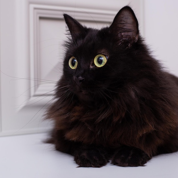 Het huisdier is een zwarte kattenclose-up op een lichte achtergrond.