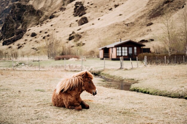 Het ijslandse paard is een paardenras dat in ijsland wordt gekweekt. Een bruin paard ligt op het gras tegen de