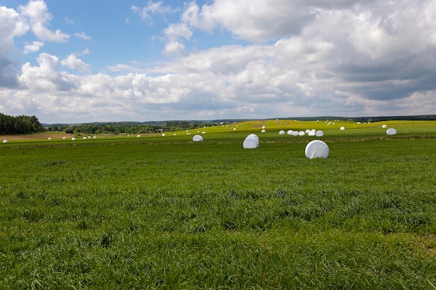 Het ingepakte gras - het gras gemaaid en verpakt in balen bedoeld voor het voederen van dieren in de winter