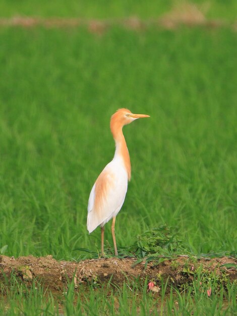 Foto het is een egret die naar een plek kijkt.