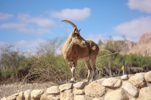 Foto het is een wilde geit in ein gedi