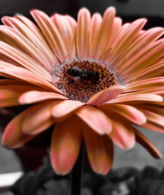 Foto het is gerbera.