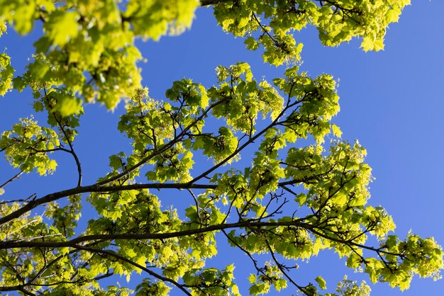 Het jonge blad van de esdoorn in de lente