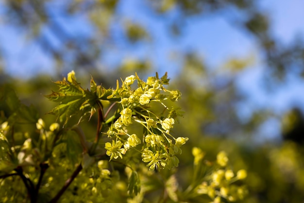 Het jonge blad van de esdoorn in de lente