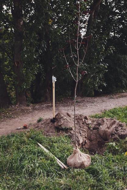 Het jonge boompje ligt bij het gegraven gat naast de schop en is klaar om in de grond te planten. Achtergrond voor gentrificatie van grondgebied. Concept van landschapsarchitectuur, natuur, milieu en ecologie. Ruimte kopiëren
