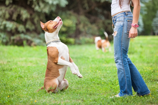 Het jonge dame spelen met hond in openlucht.