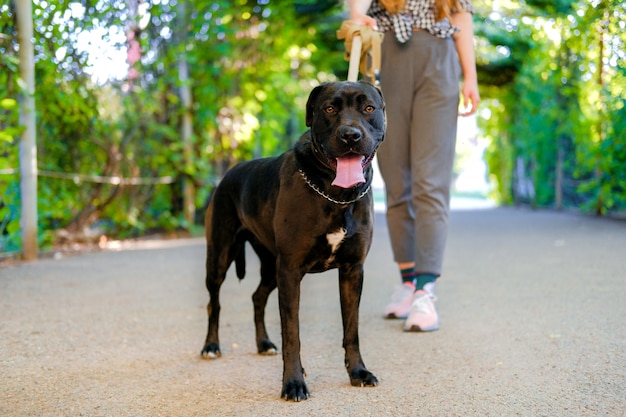 Foto het jonge meisje loopt met haar hond aan de leiband op asfaltstoep.