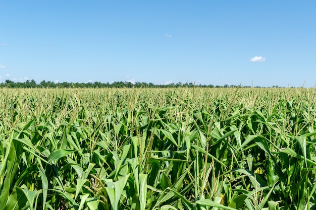 Het jonge verse graangebied groeien met blauwe hemel