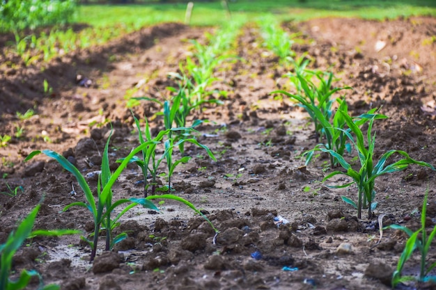 Het jonge zoete maïs groeien op het gebied. Jonge maïs planten.