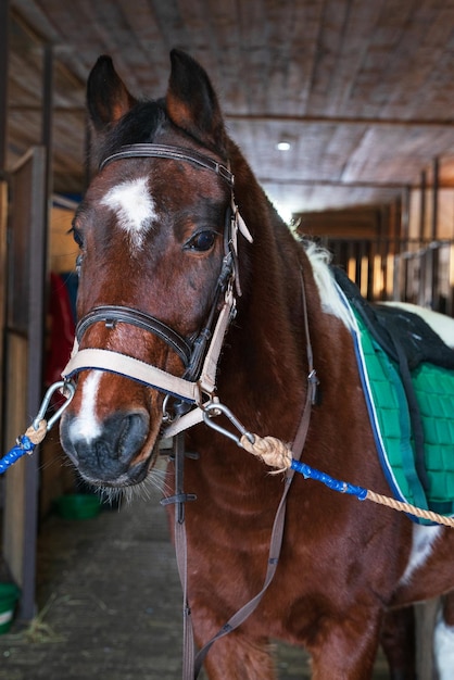 Het kaalgeschouderde paard is gezadeld, het heeft een zadeldek en een bontjas, en op zijn hoofd zit een bruin hoofdstel en het is vastgebonden aan het halster