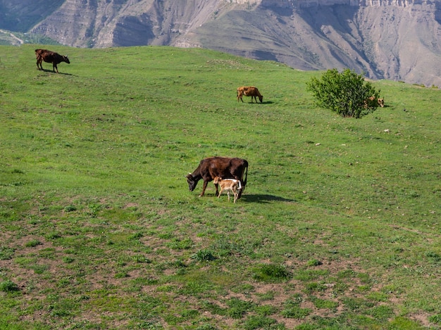 Foto het kalfje blijft dicht bij de moeder die aan het gras knabbelt