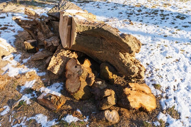 Het kappen van bomen en stronken in de stad Een doorgehakte stronk bij de stoep Verbetering van het grondgebied en de infrastructuur van de stad