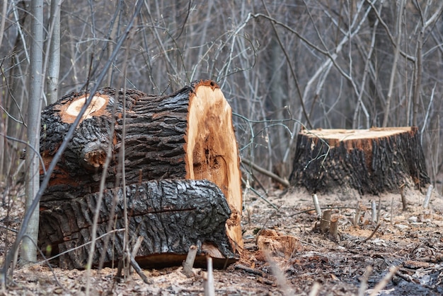 het kappen van zieke bomenstronken van een oude afgesneden boom in openbaar park of bos