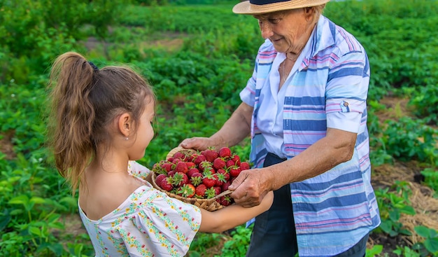 Het kind en de grootmoeder plukken aardbeien in de tuin. Kind.