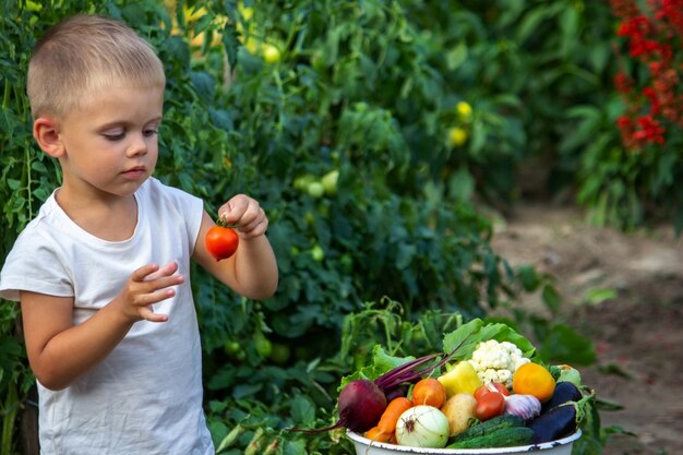 Het kind houdt groenten in zijn handen. Groenten in een kom op de boerderij. Biologisch product van de boerderij