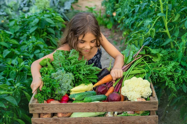 Het kind houdt groenten in zijn handen in de tuin. Selectieve aandacht. Natuur.