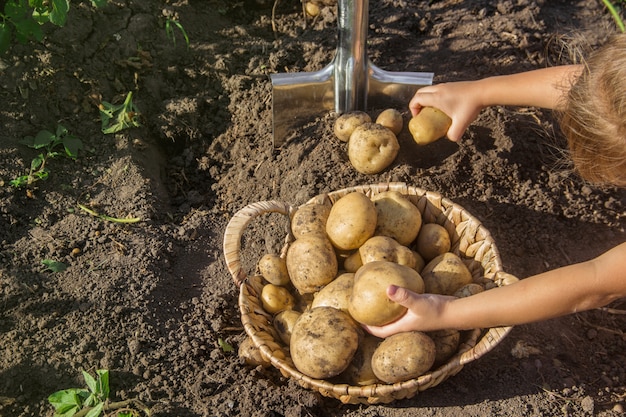 Het kind in de tuin oogst een aardappelgewas met een schop.