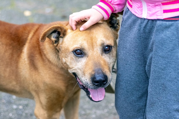 Het kind is in de buurt van de hond het kind streelt de hond met zijn hand