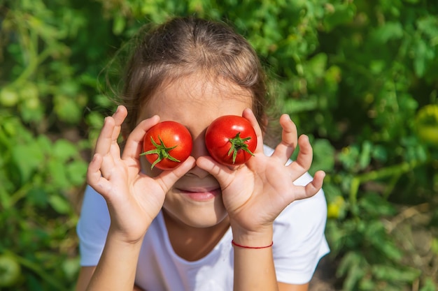 Het kind oogst tomaten in de tuin. Selectieve aandacht. Kind.