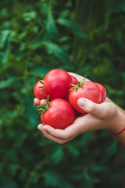 Het kind oogst tomaten in de tuin. Selectieve aandacht. Kind.