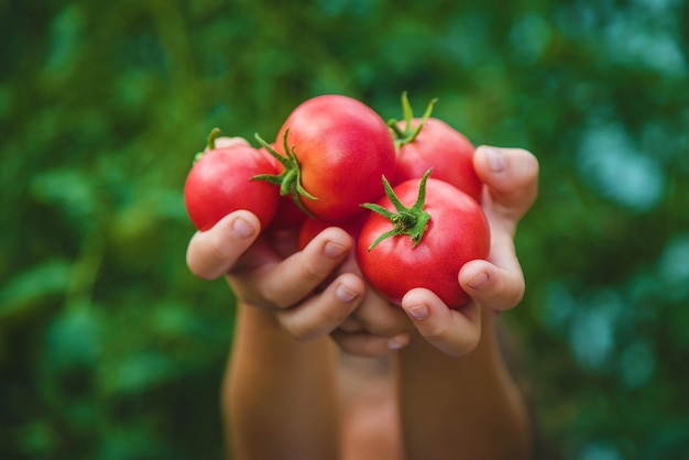 Het kind oogst tomaten in de tuin. Selectieve aandacht. Kind.